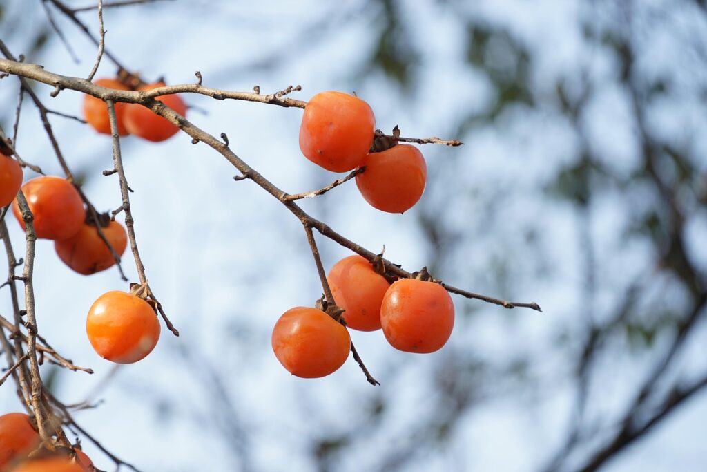 Nutrition of Persimmon