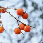 Nutrition of Persimmon